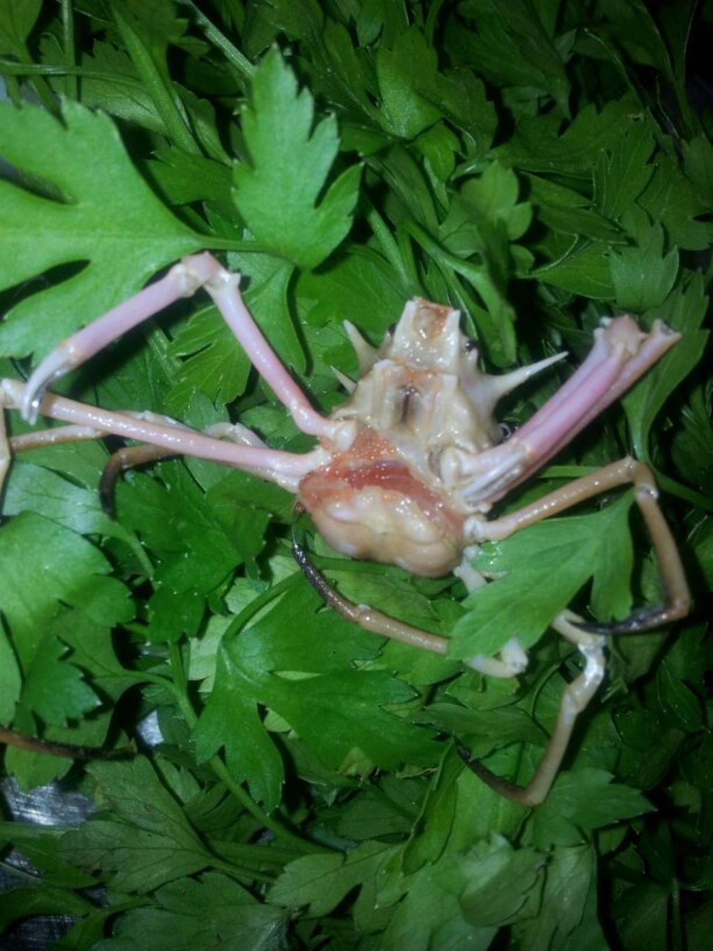 granchio