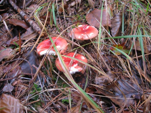 Alcuni funghi della carnia del 12/10/12