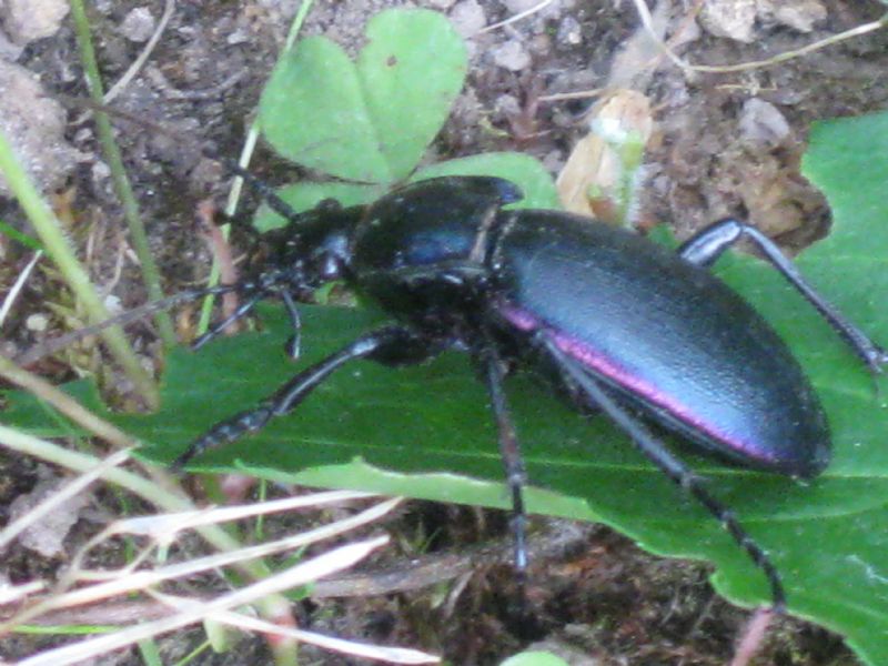 Carabus germarii