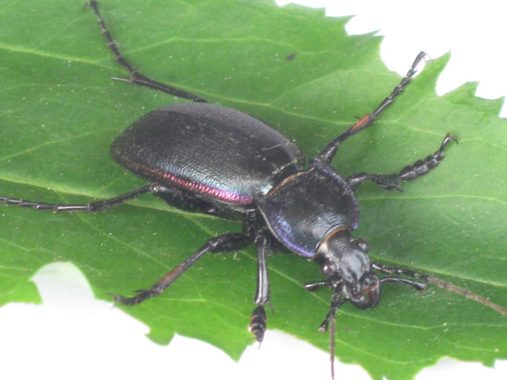 Carabus germarii