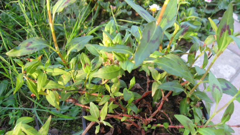 Persicaria odorata (Laur.) Saj�k