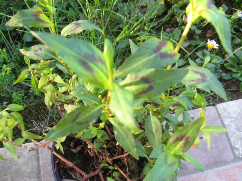 Persicaria odorata (Laur.) Saj�k