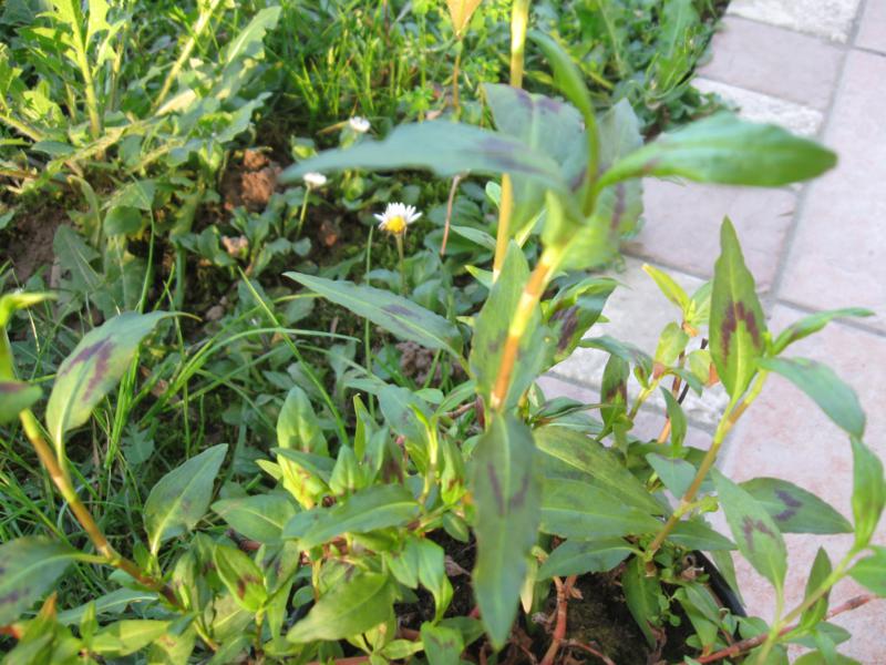 Persicaria odorata (Laur.) Saj�k