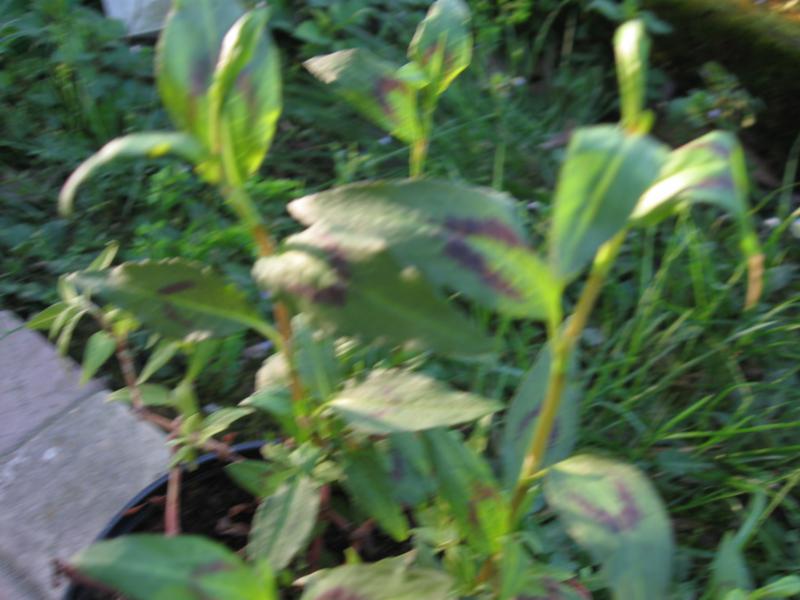 Persicaria odorata (Laur.) Saj�k