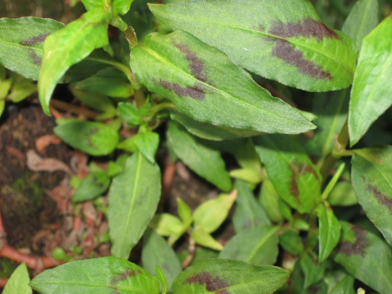 Persicaria odorata (Laur.) Saj�k