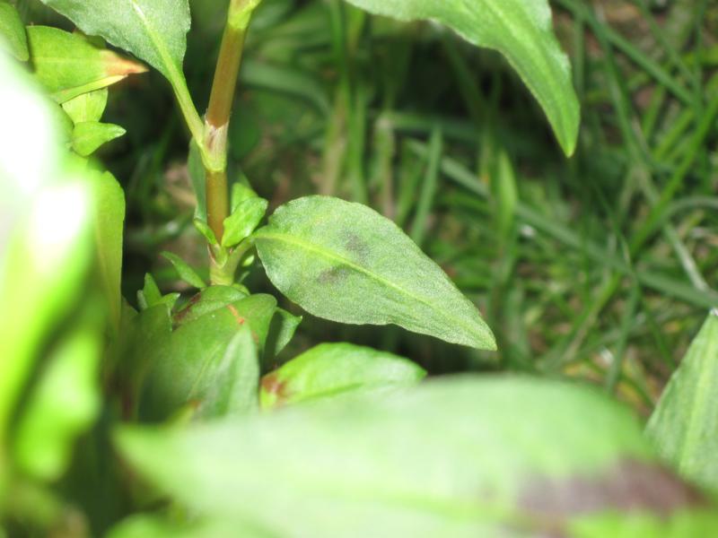 Persicaria odorata (Laur.) Saj�k