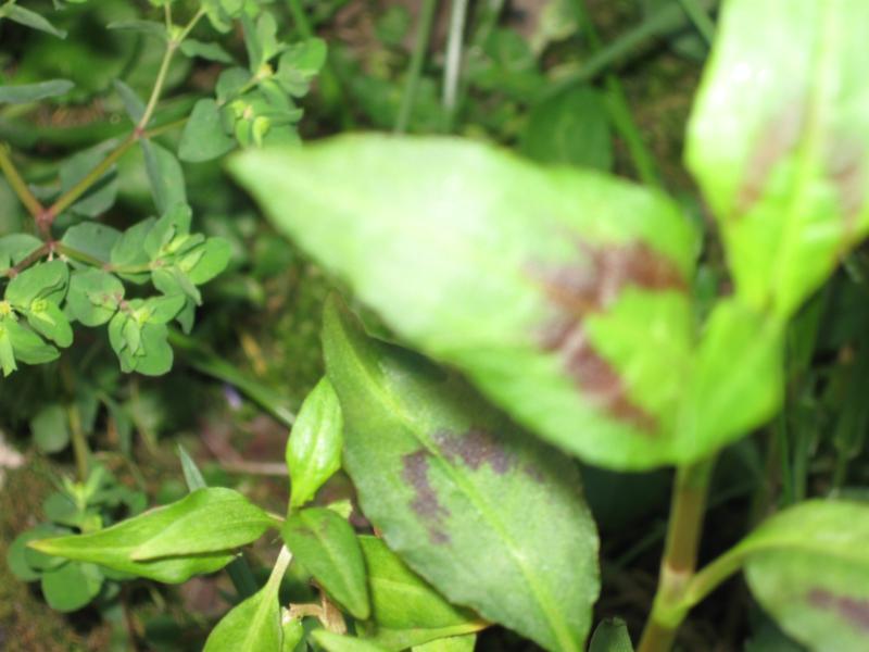 Persicaria odorata (Laur.) Saj�k