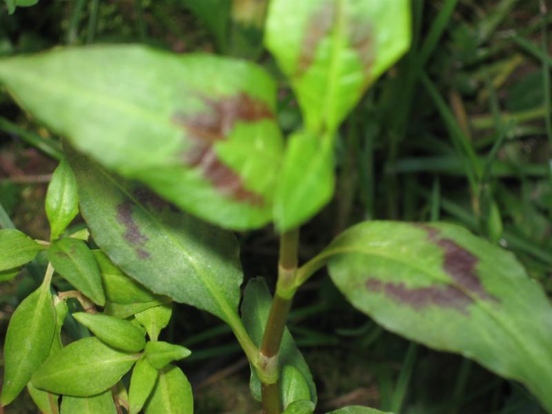 Persicaria odorata (Laur.) Saj�k