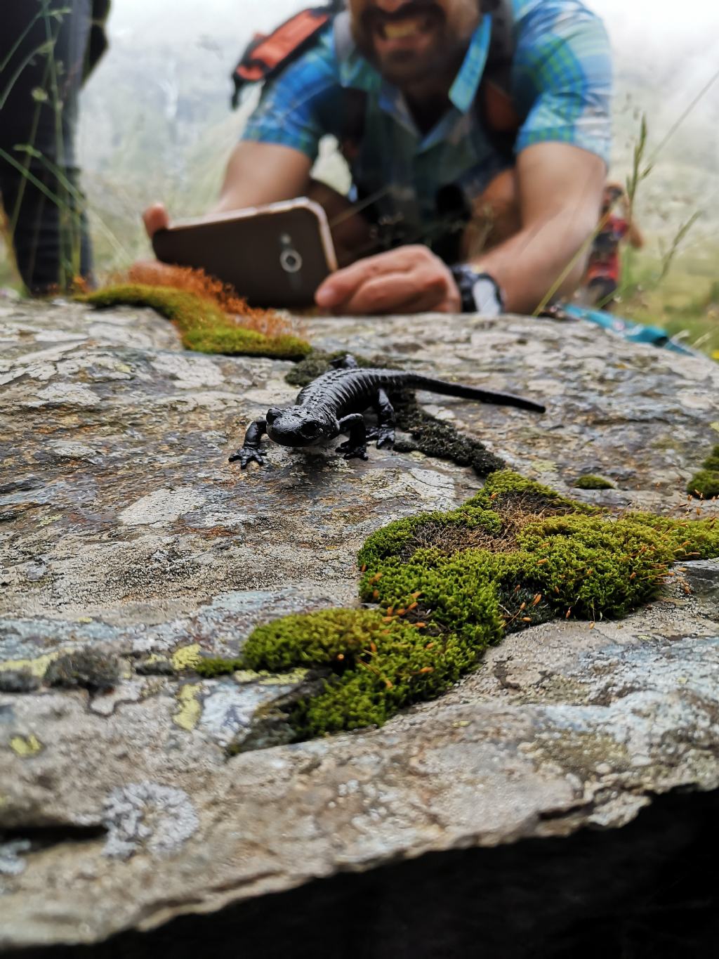 Salamandra lanzai - Monviso Summer School