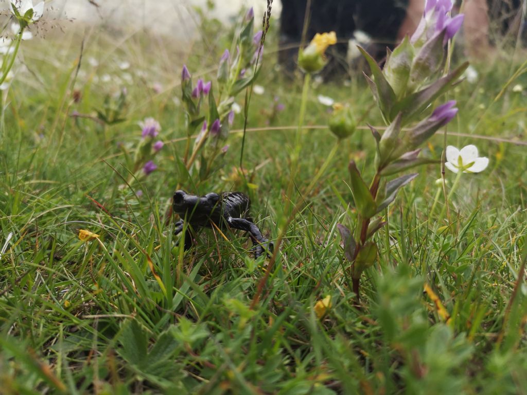 Salamandra lanzai - Monviso Summer School