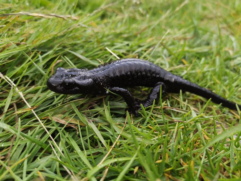 Salamandra lanzai - Monviso Summer School