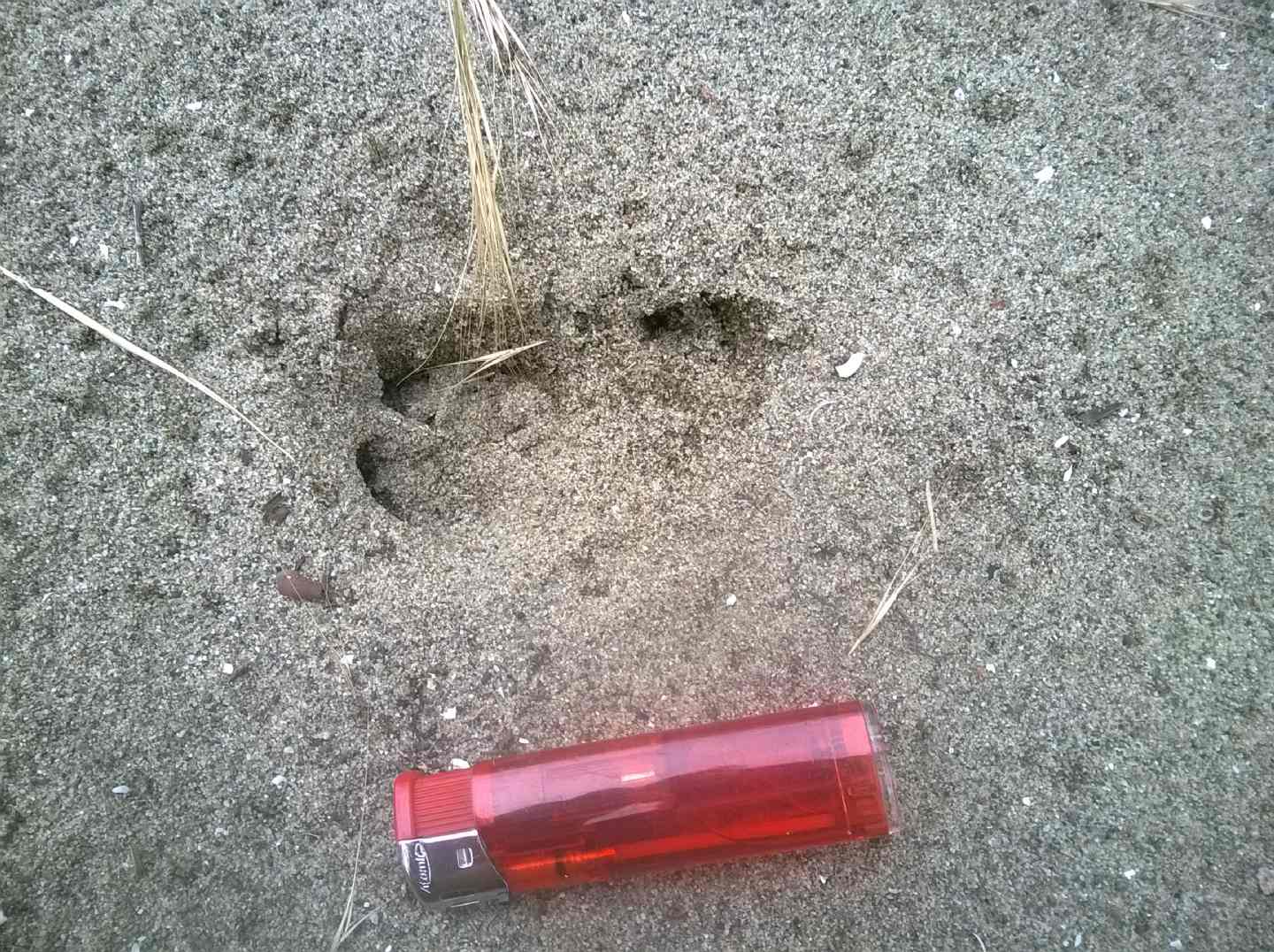 Impronte nella sabbia, cinghiale