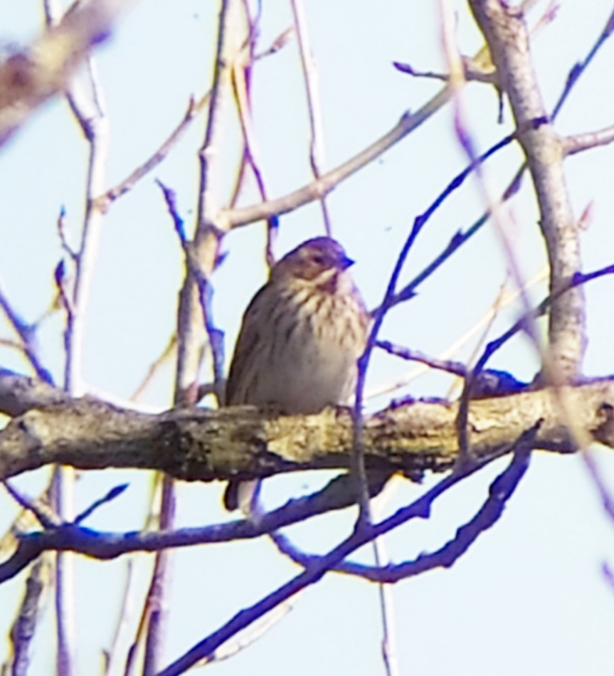 Emberiza sp. ... Emberiza schoeniclus (Migliarino di palude)