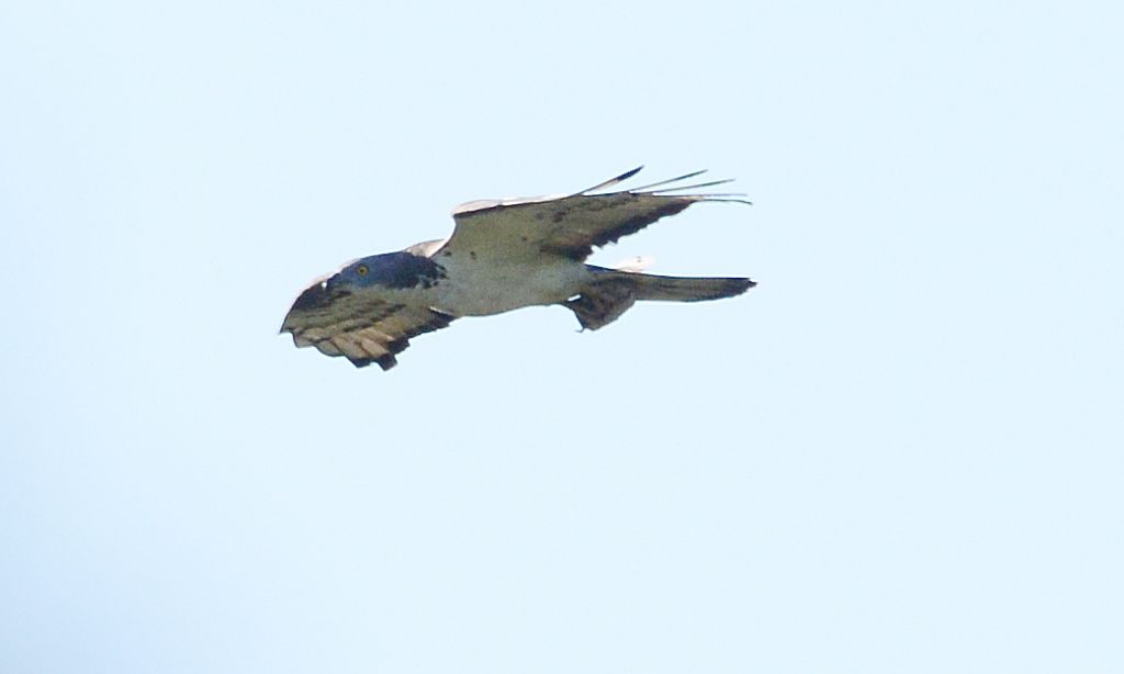rapace