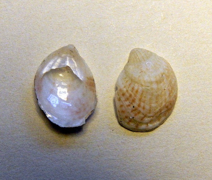 Crepidula sp