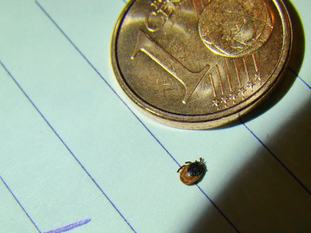 Ixodes sp.