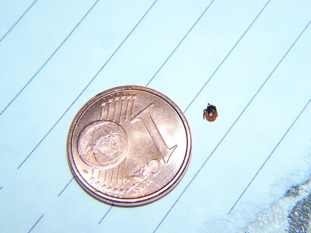 Ixodes sp.
