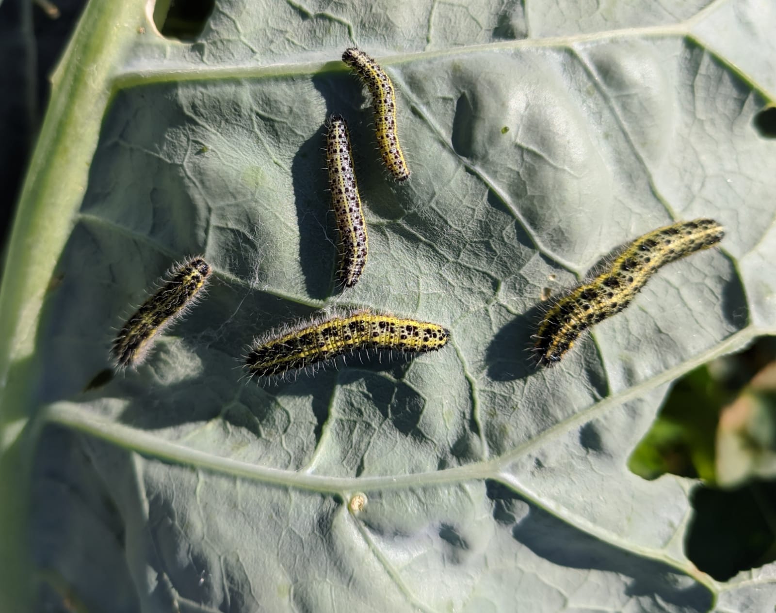 Aiuto per bruco macaone. No, Pieris brassicae - Pieridae