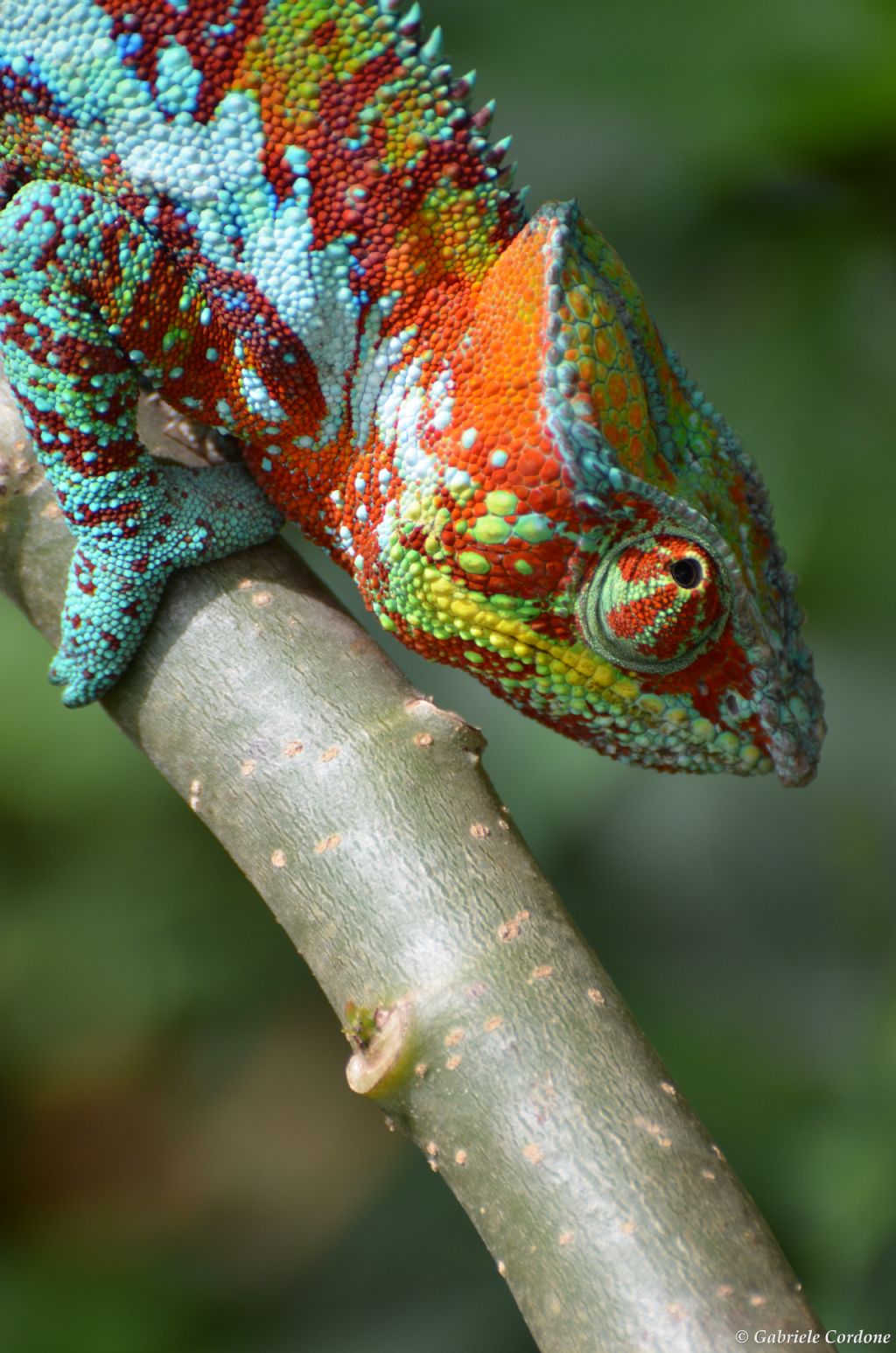 Furcifer pardalis