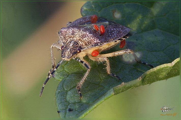 Acari (giovani Trombidiidae?) parassiti di un Pentatomidae