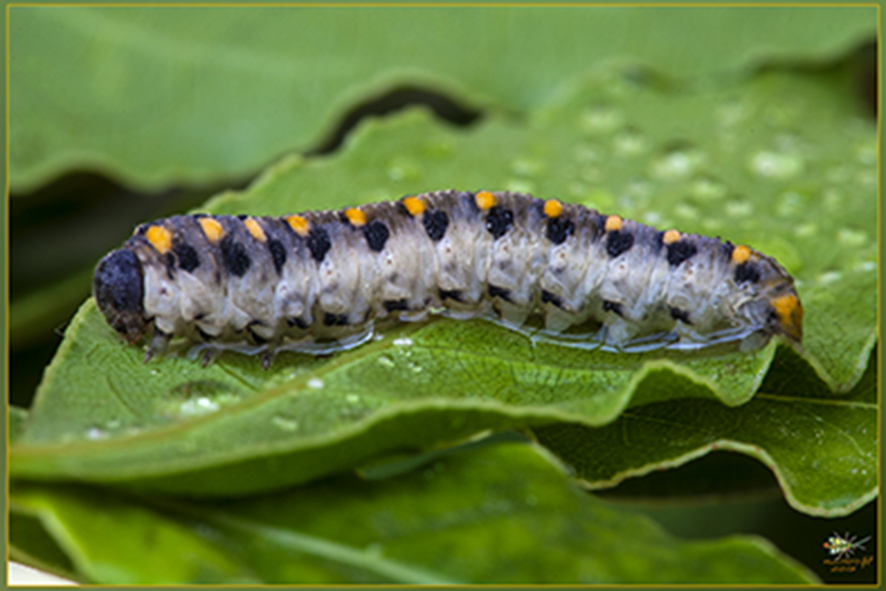 IDENTIFICAZIONE BRUCO