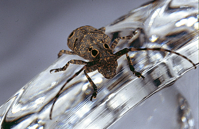 Mesosa curculionoides (Cerambycidae)