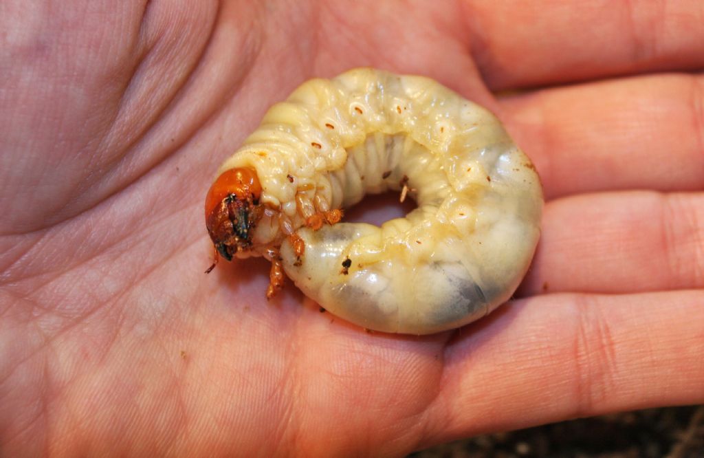Larva di Melolontha o Lucanus?