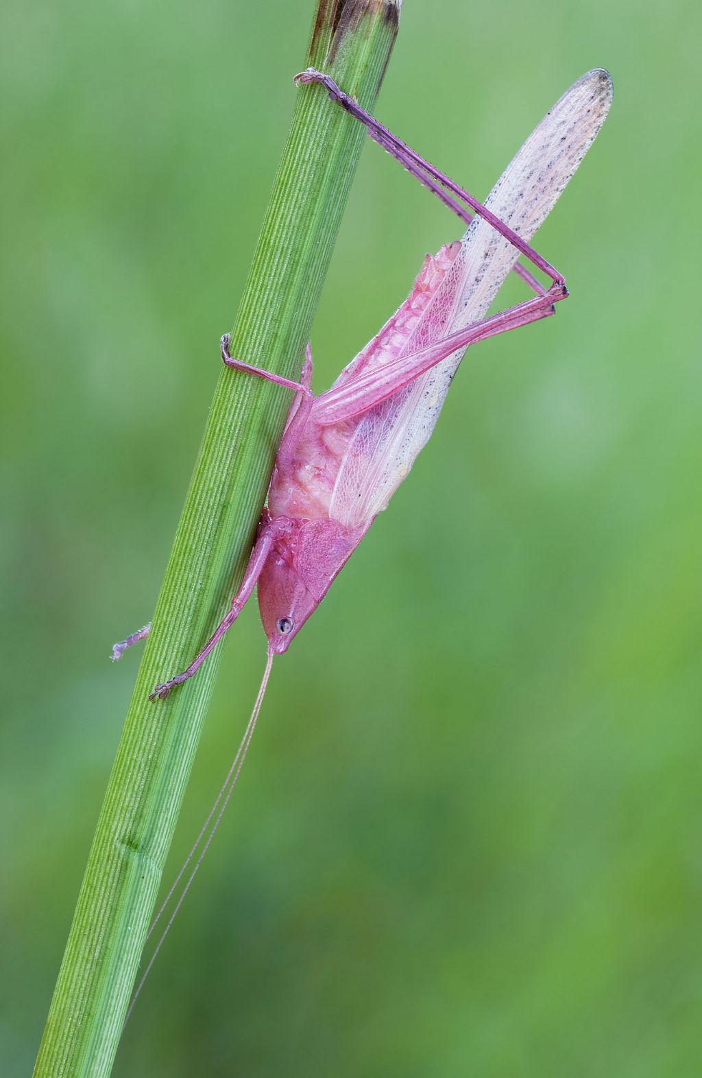 ID cavalletta rosa