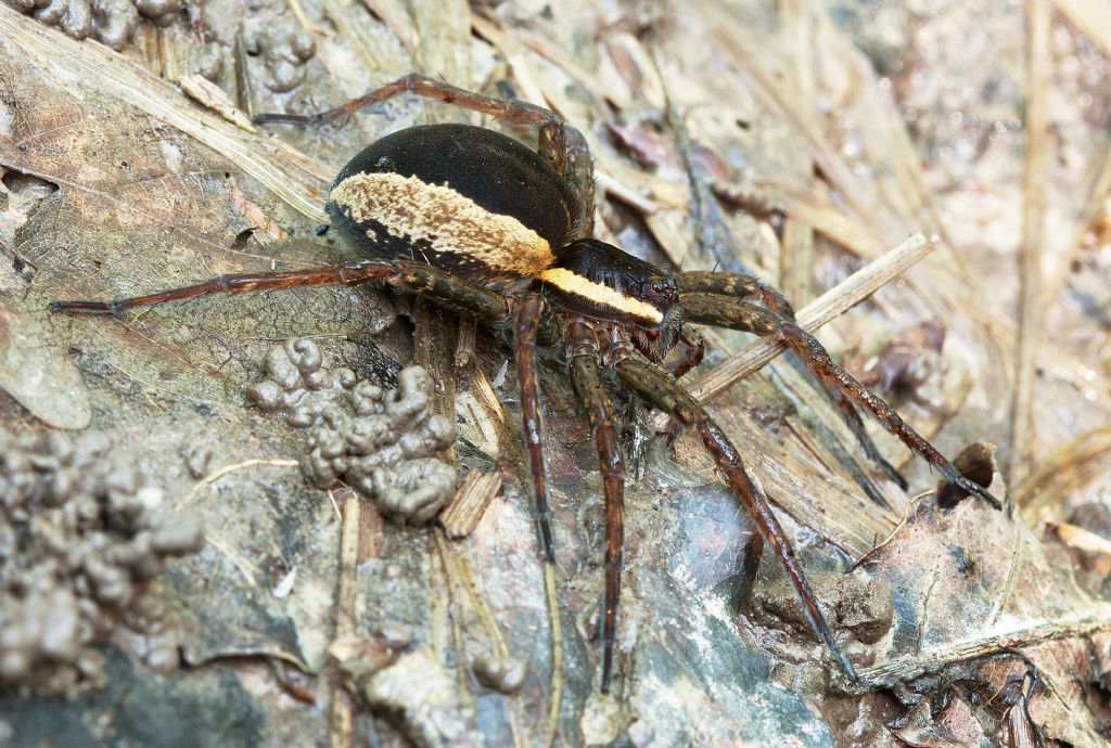 Dolomedes cf. fimbriatus - Parco delle Groane (MI)