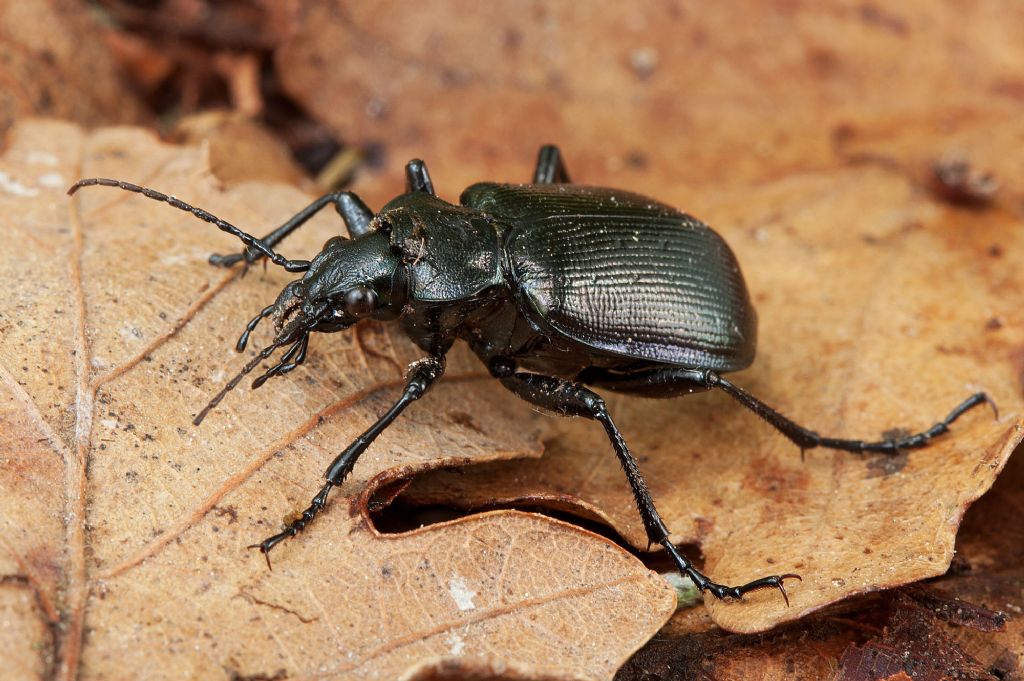 Calosoma inquisitor