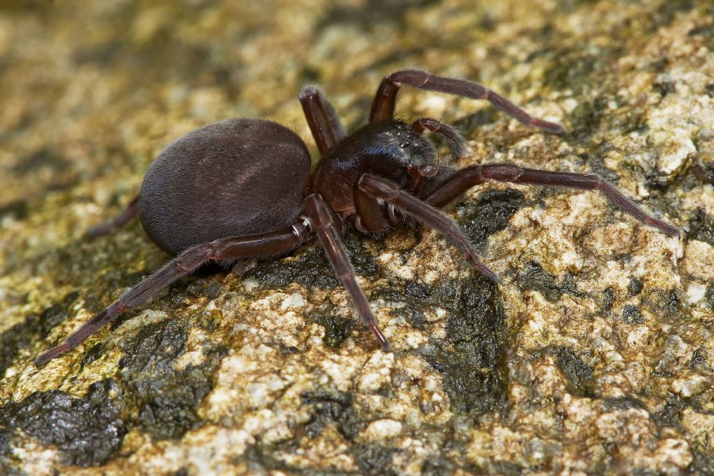 Amaurobius sp. - Lecco (LC)