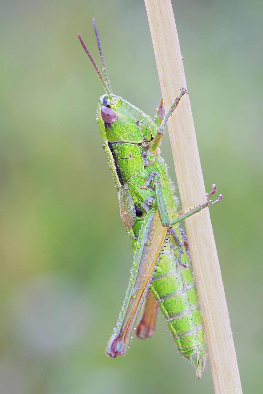 Aiuto ID - Euthystira brachyptera?