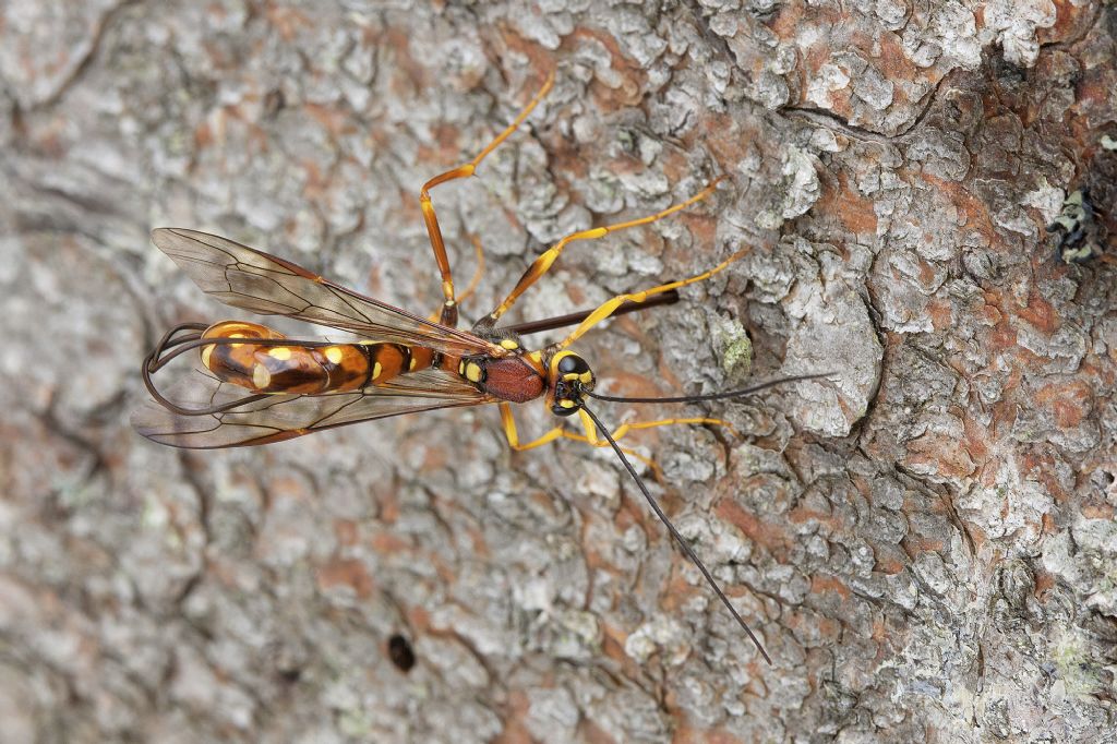 Megarhyssa vagatoria, Ichneumonidae Rhyssinae