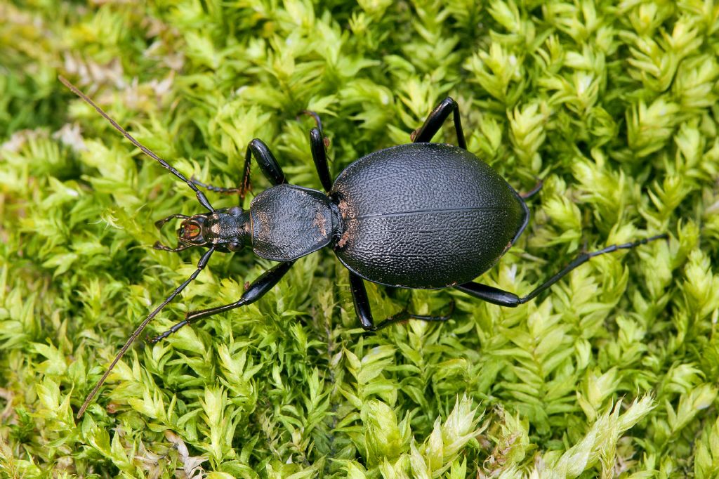 Cychrus caraboides