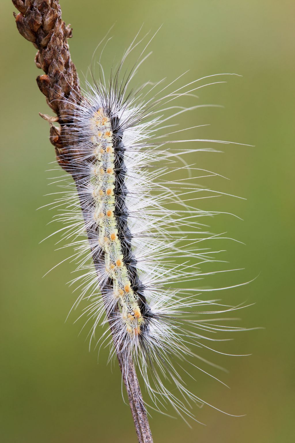 ID bruco - Hyphantria cunea