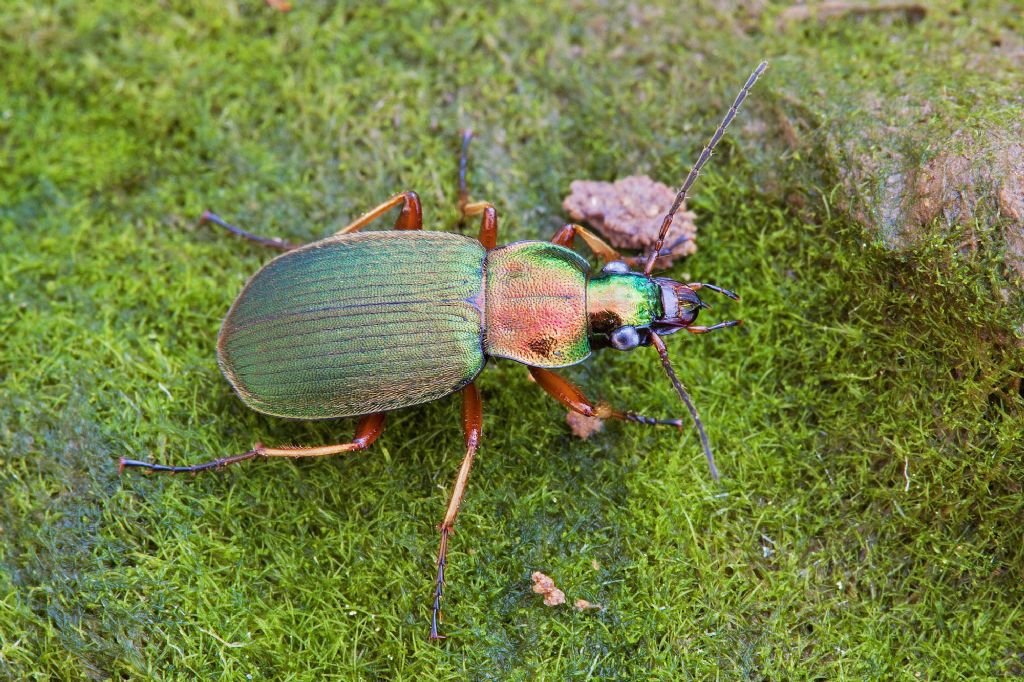 ID carabide: Chlaeniellus nitidulus
