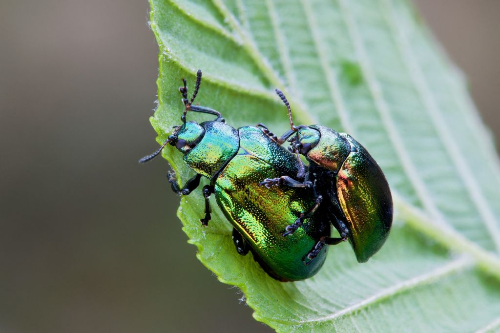 Plagiosterna (= Linaeidea) aenea