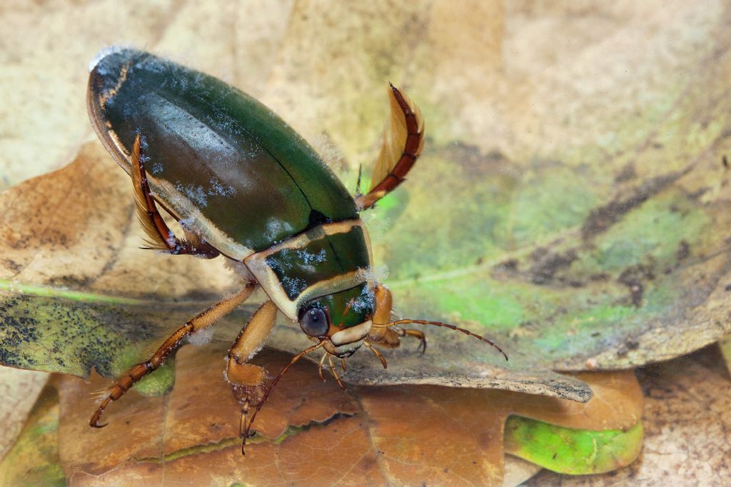 ID ditisco - Dytiscus sp.