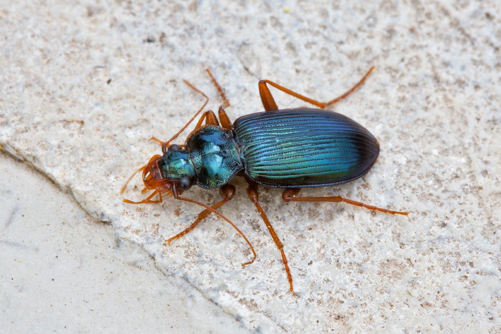 Leistus spinibarbis