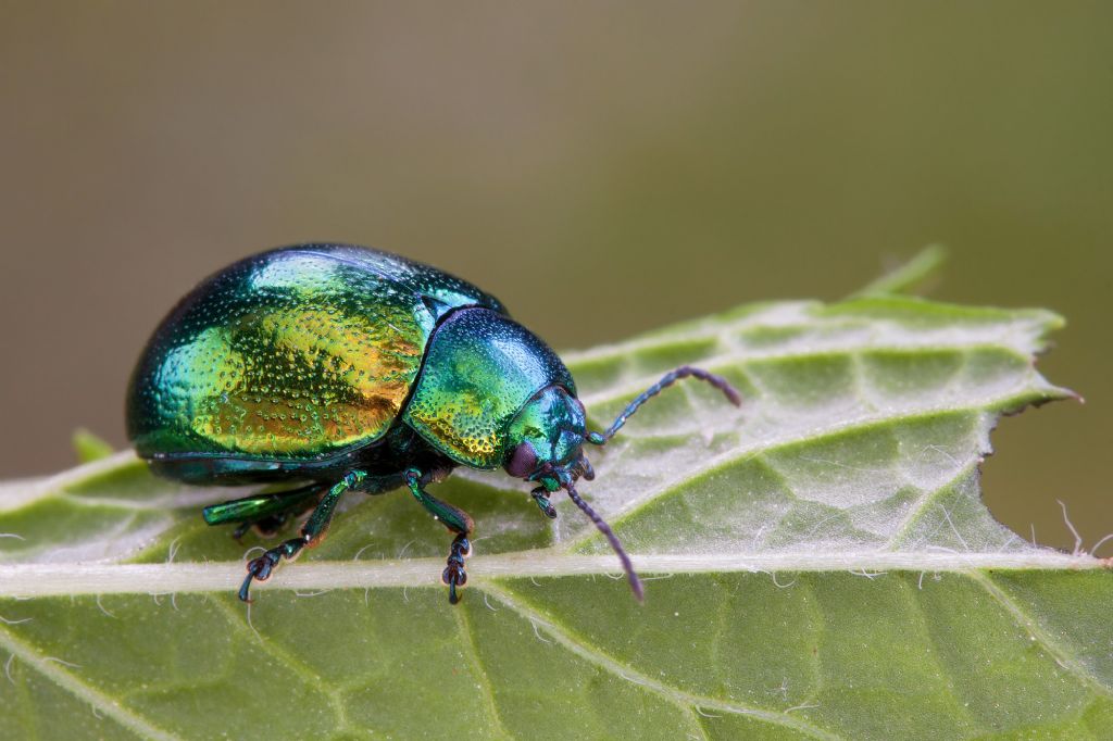 Chrysolina herbacea