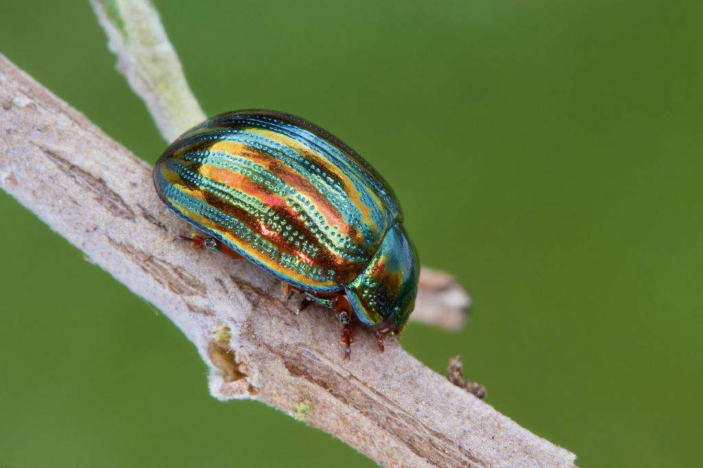 id crisomelide 2 - Chrysolina americana