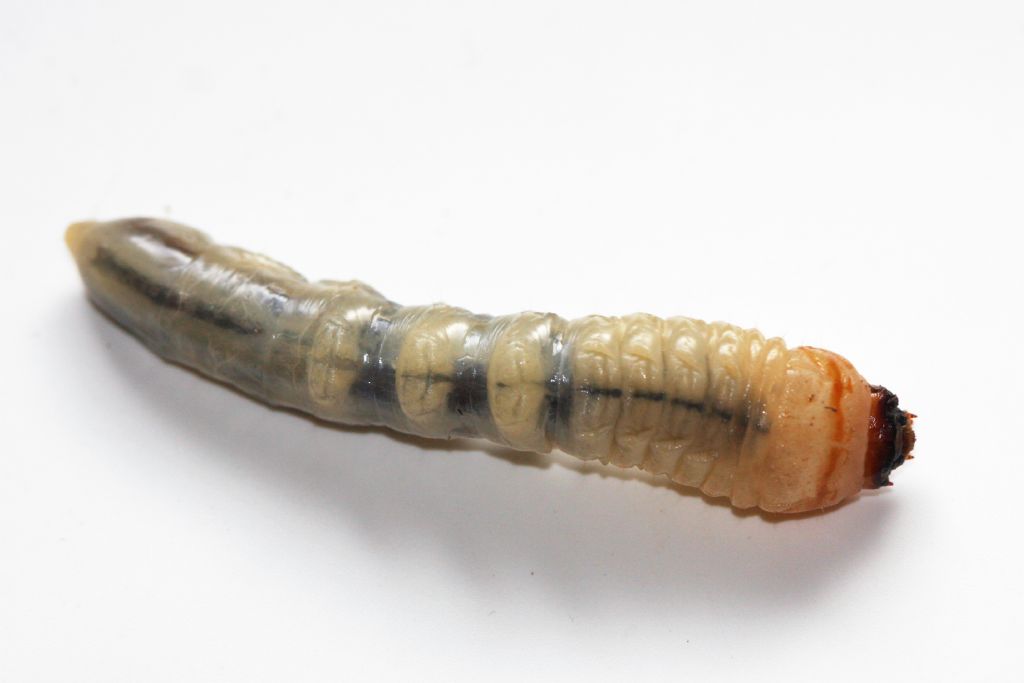 ID larva cerambicide