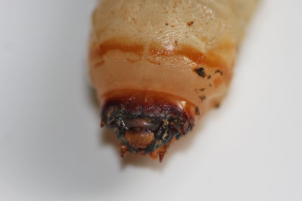 ID larva cerambicide