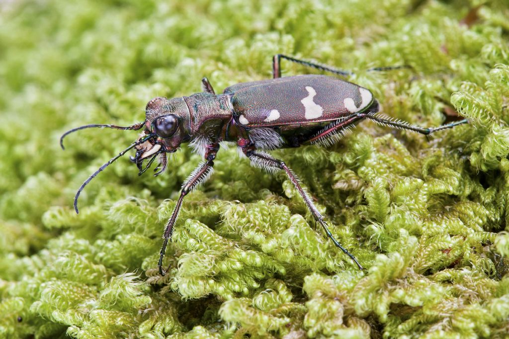 Cicindela ID - Cicindela sylvicola