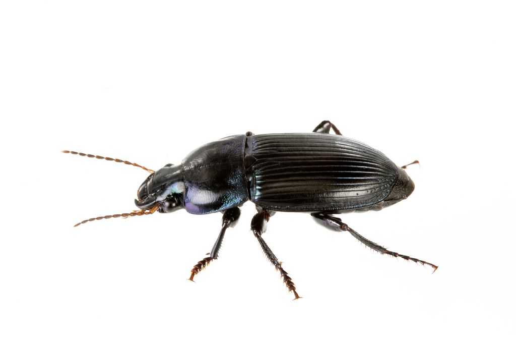 ID carabide: Harpalus dimidiatus