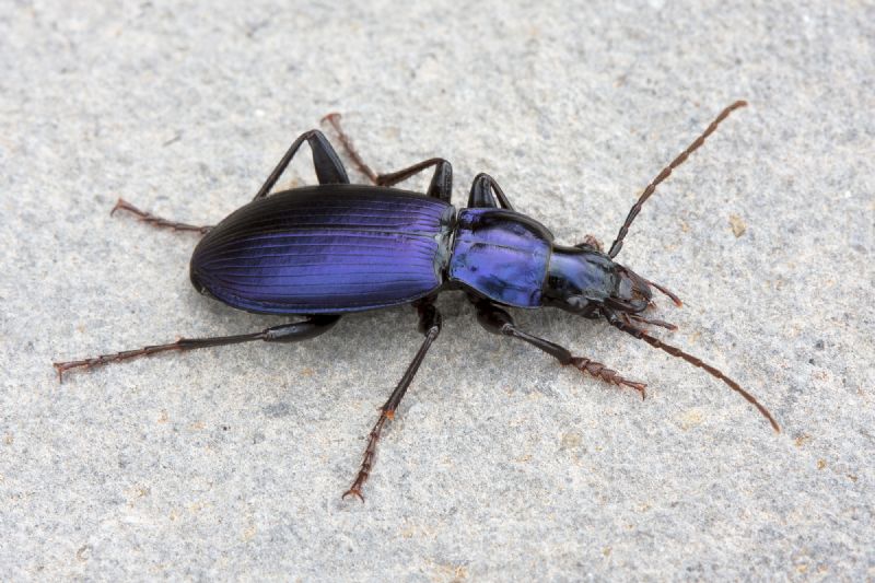 Laemostenus janthinus, Carabidae