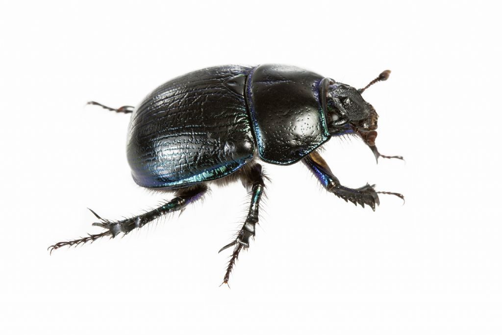 ID Geotrupidae