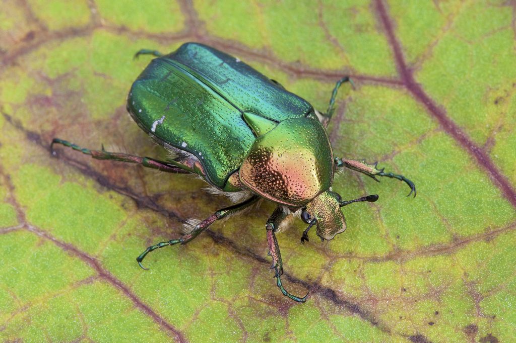 Cetoniidae:  Cetonia aurata? No, Protaetia cuprea metallica