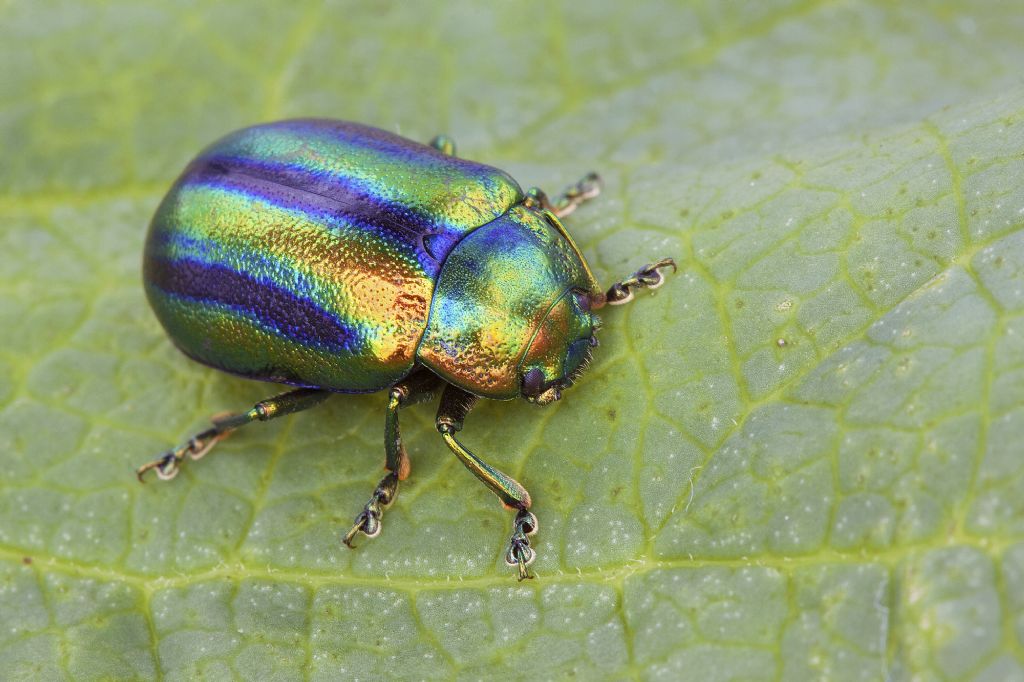 Oreina cfr. (Virgulatorina) virgulata, Chrysomelidae