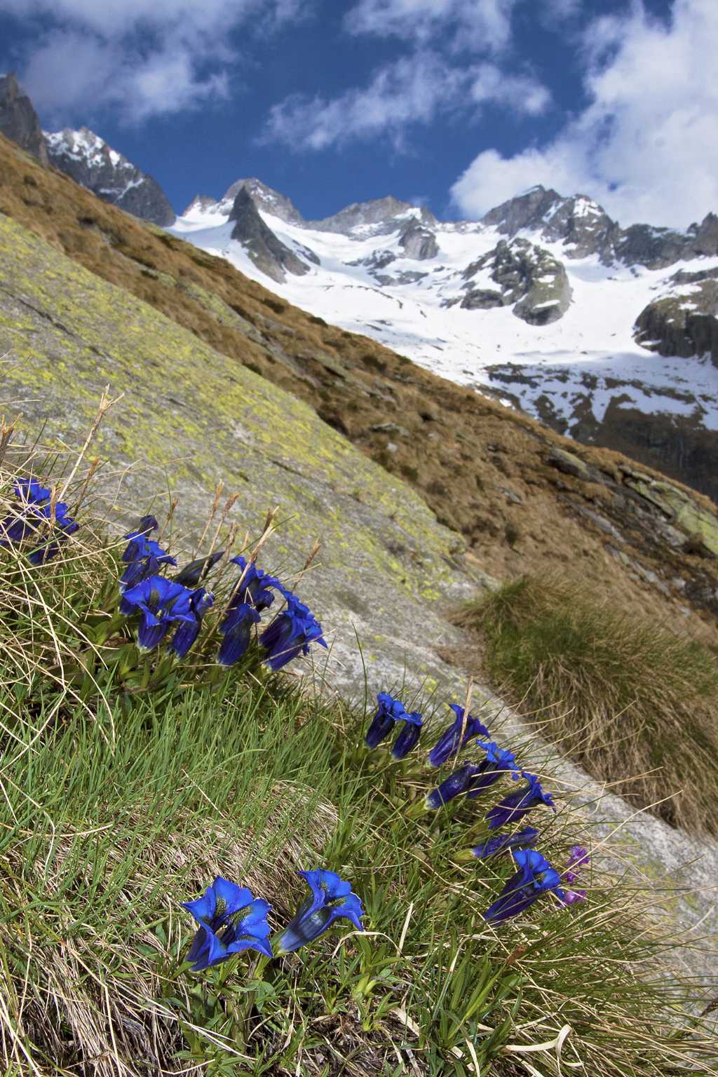 Gentiana acaulis